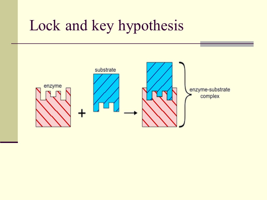 Lock and key hypothesis